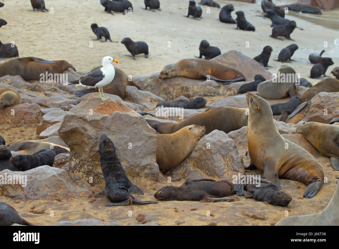 kelp gull larus vetula at Cape Cross Fur Seal colony Stock Photo