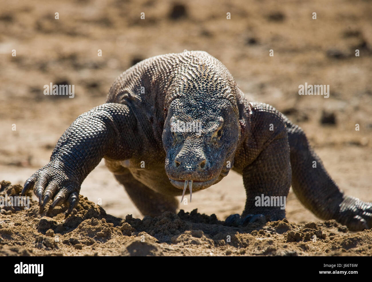 Komodo dragon is on the ground. Indonesia. Komodo National Park. Stock Photo