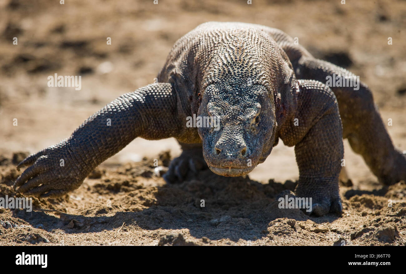 Komodo dragon is on the ground. Indonesia. Komodo National Park. Stock Photo