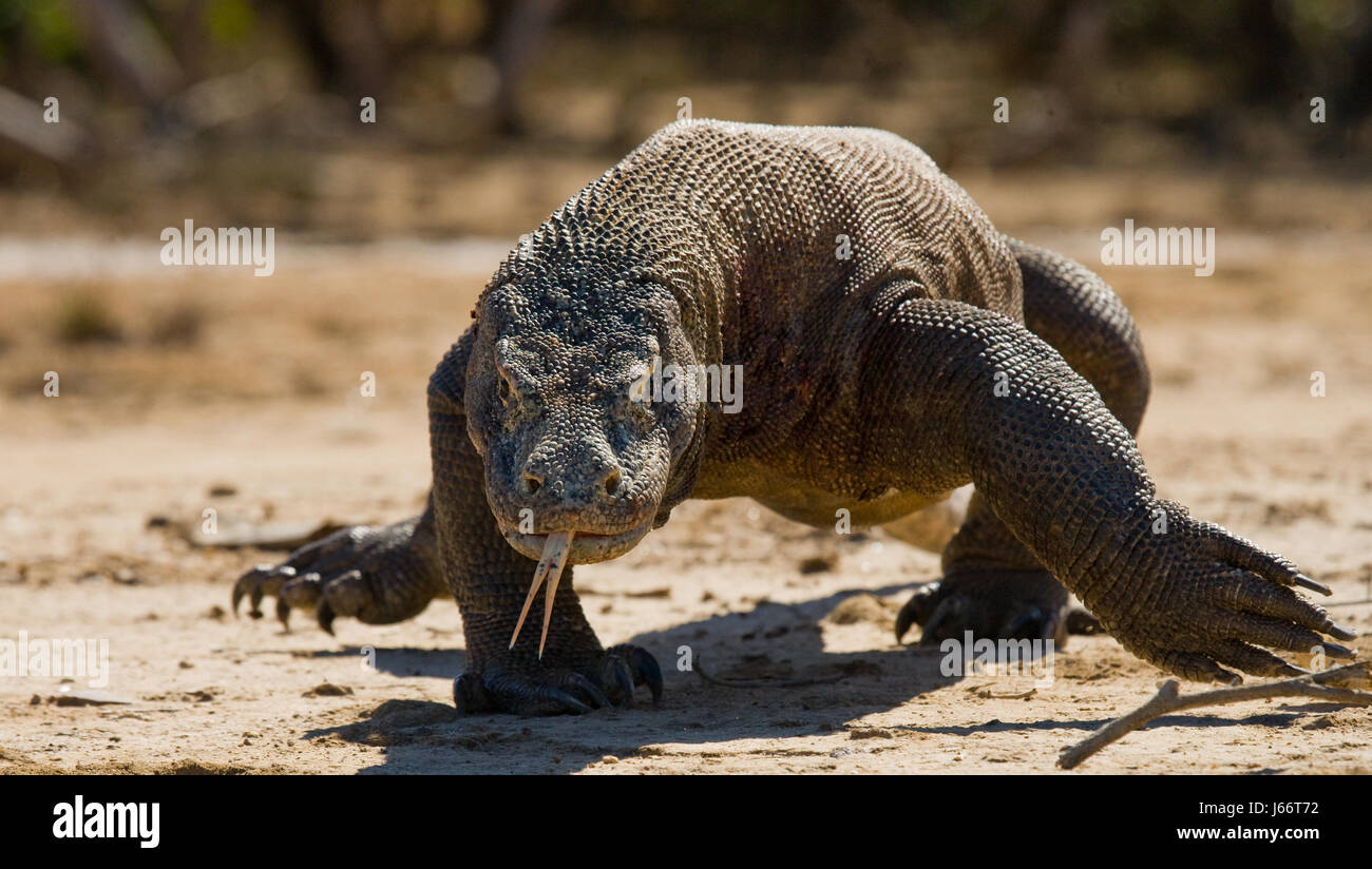 Komodo dragon is on the ground. Indonesia. Komodo National Park. Stock Photo