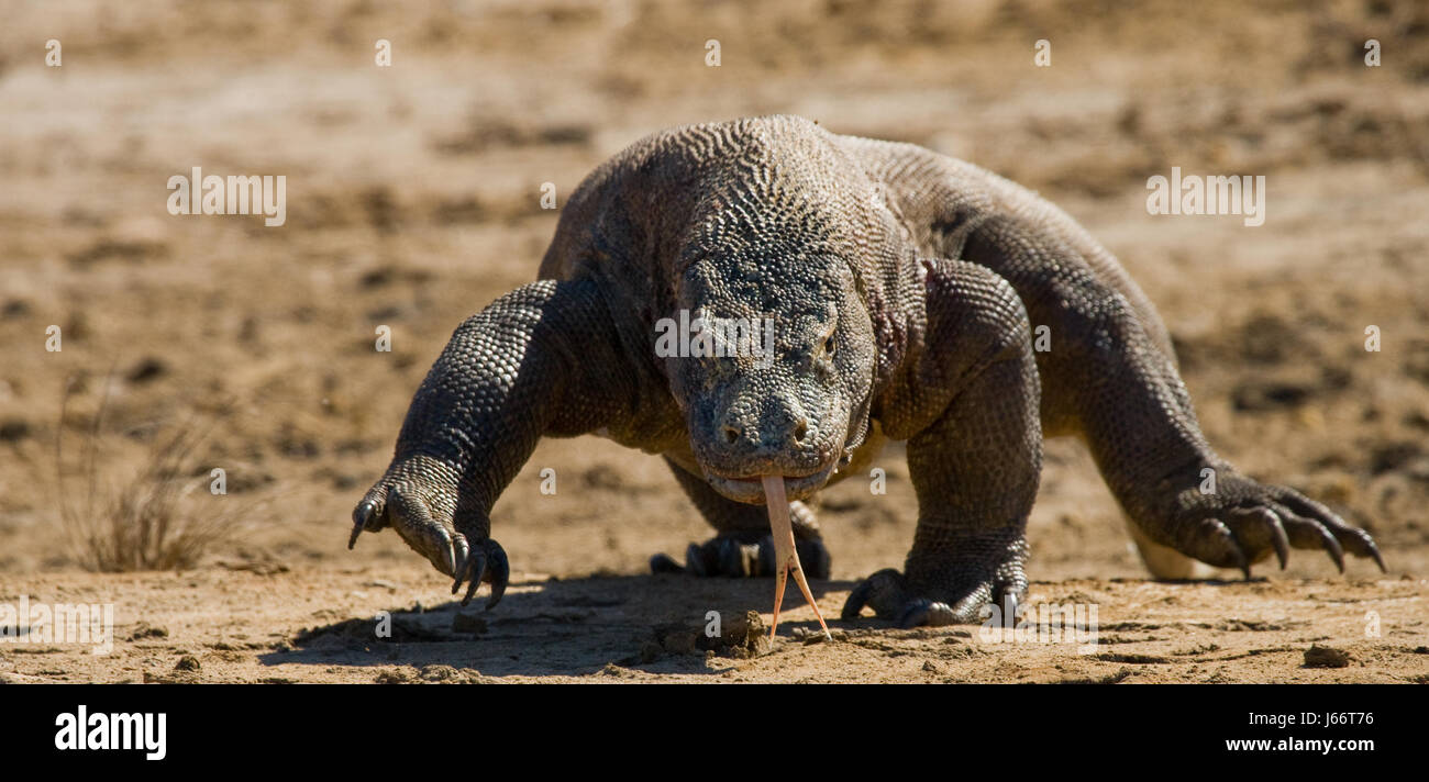 Komodo dragon is on the ground. Indonesia. Komodo National Park. Stock Photo