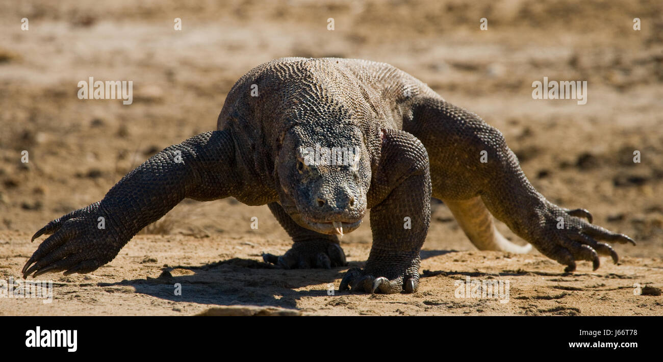 Komodo dragon is on the ground. Indonesia. Komodo National Park. Stock Photo