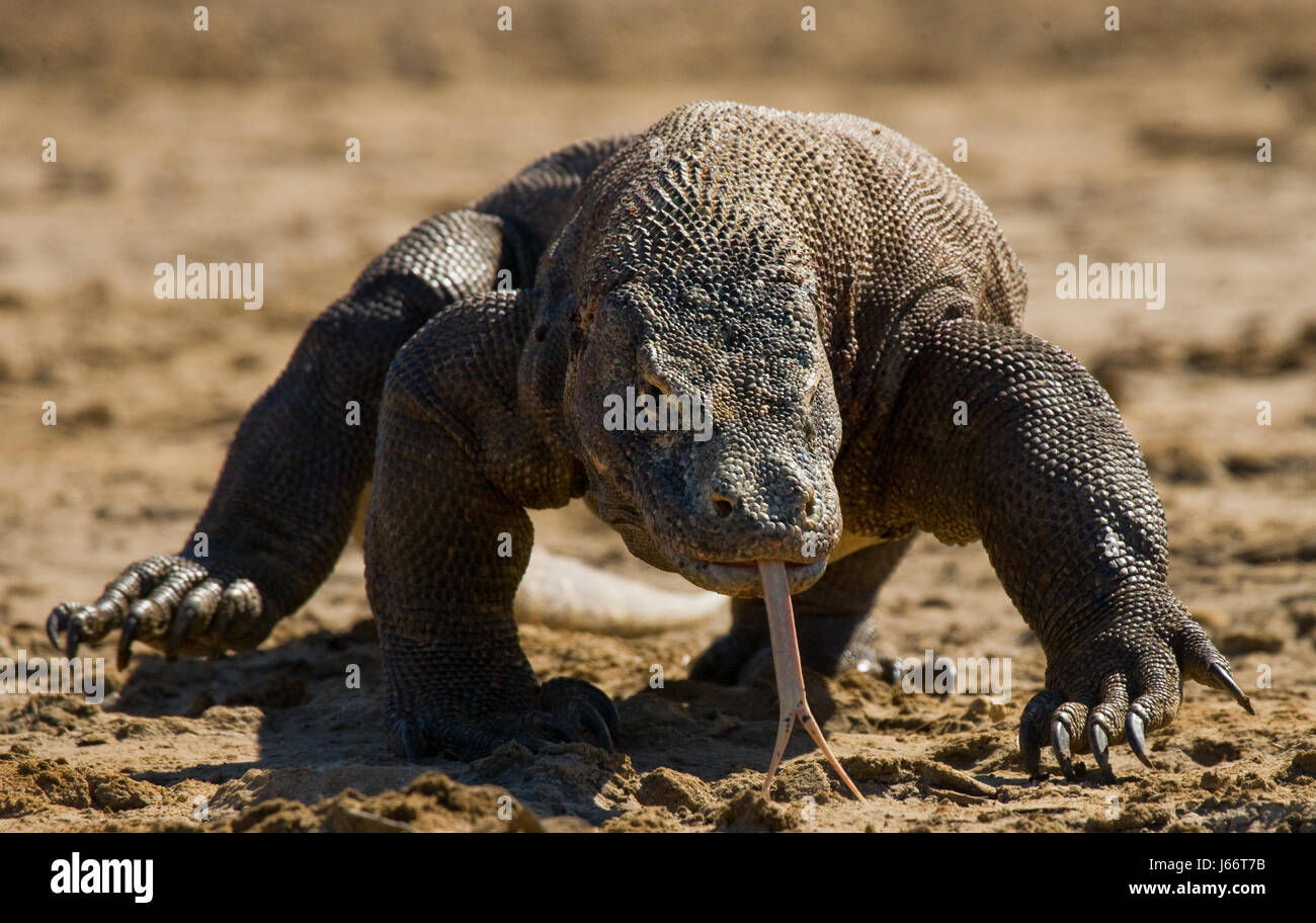 Komodo dragon is on the ground. Indonesia. Komodo National Park. Stock Photo