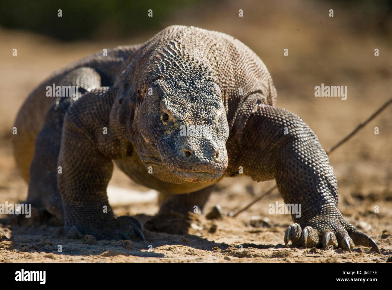 Komodo dragon is on the ground. Indonesia. Komodo National Park. Stock Photo