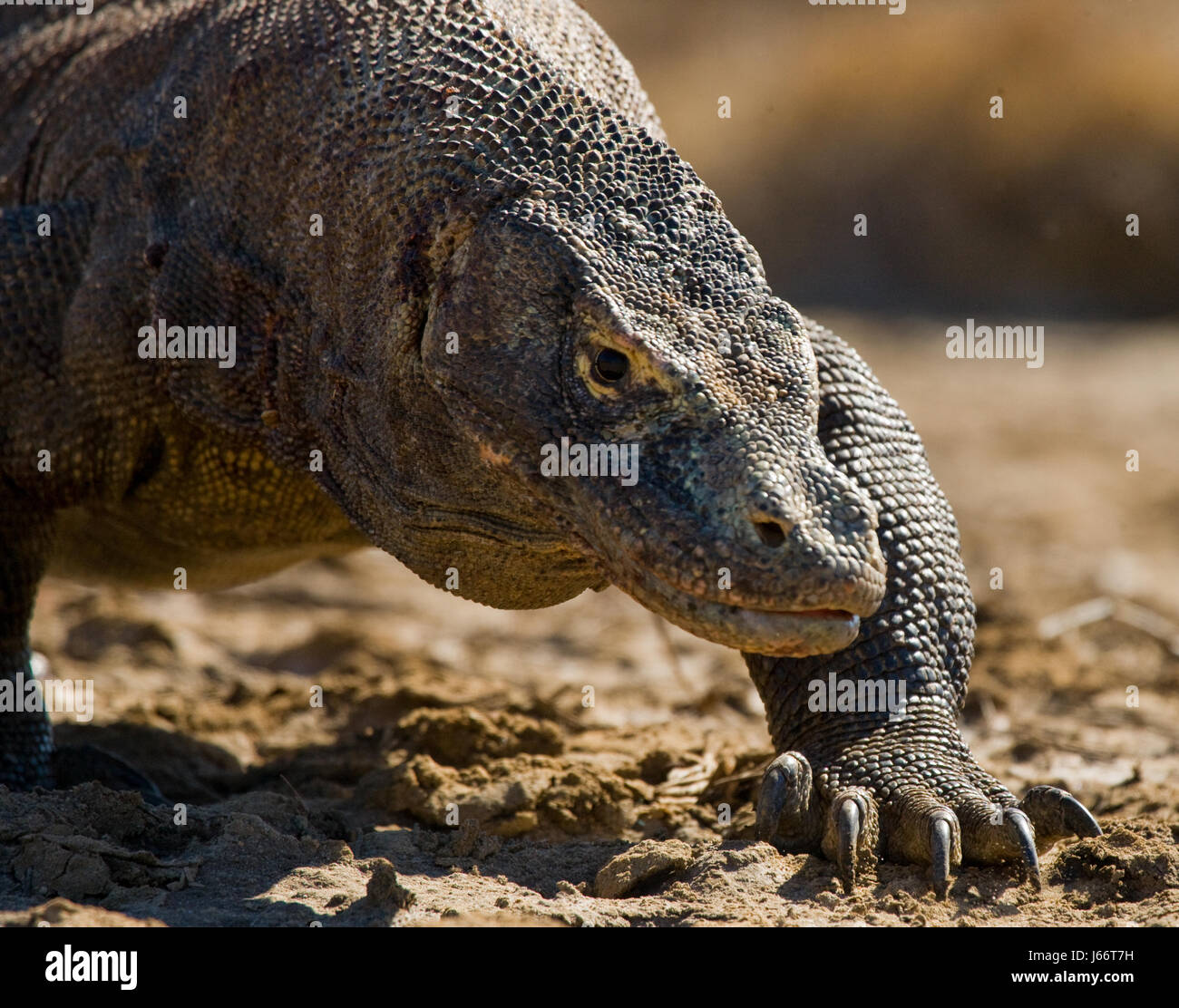 Komodo dragon is on the ground. Indonesia. Komodo National Park. Stock Photo