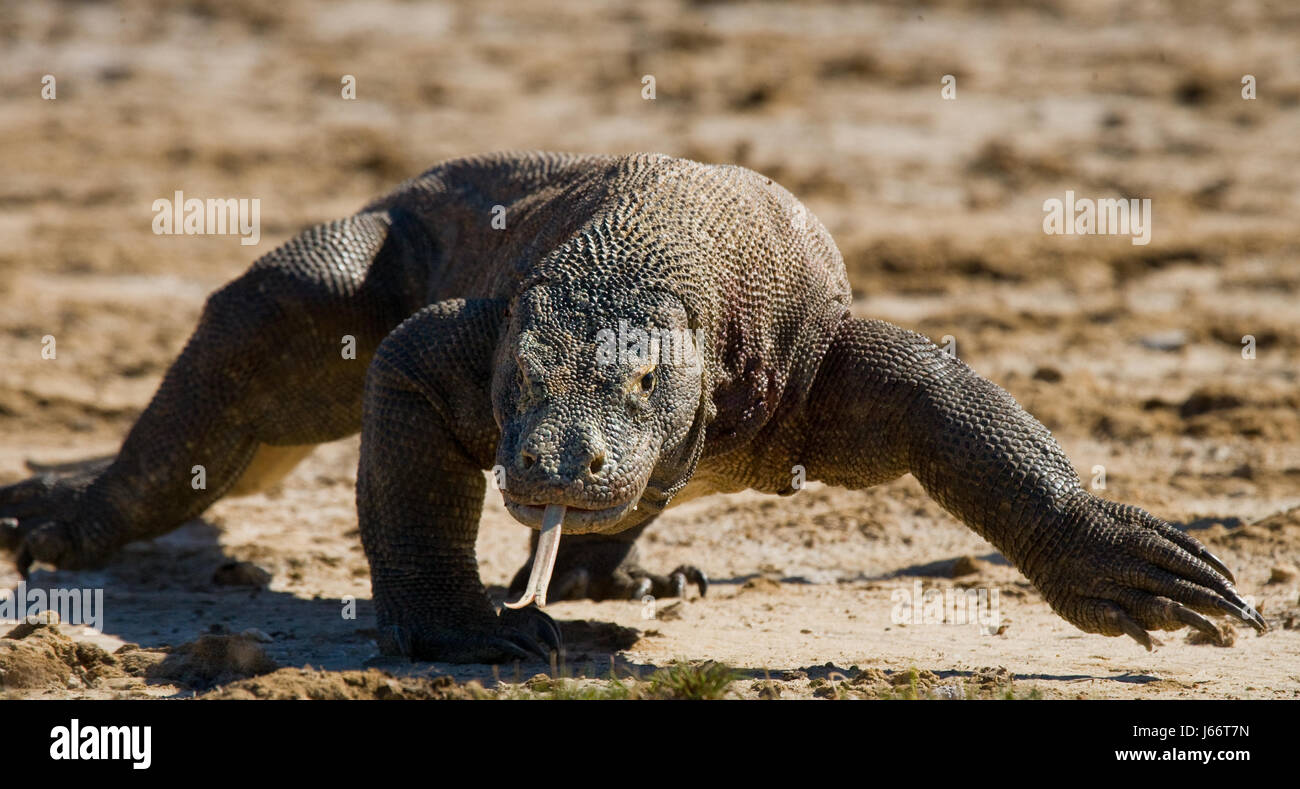 Komodo dragon is on the ground. Indonesia. Komodo National Park. Stock Photo