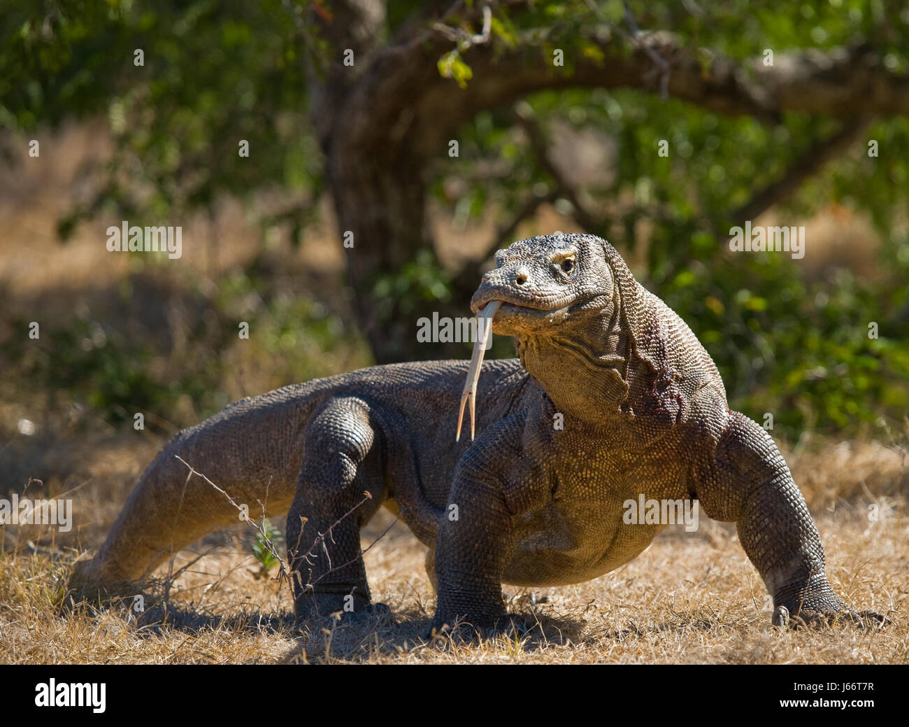 Komodo dragon is on the ground. Indonesia. Komodo National Park. Stock Photo