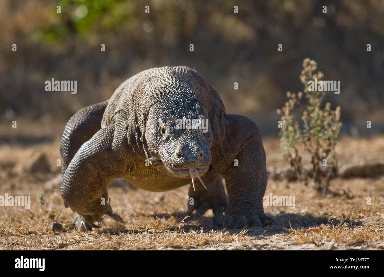 Komodo dragon is on the ground. Indonesia. Komodo National Park. Stock Photo