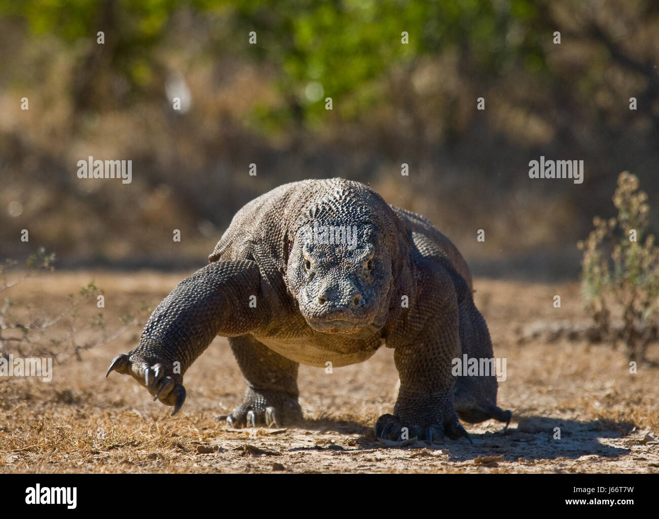 Komodo dragon is on the ground. Indonesia. Komodo National Park. Stock Photo
