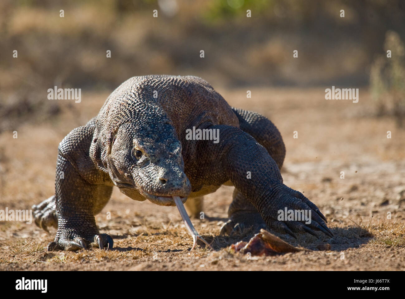 Komodo dragon is on the ground. Indonesia. Komodo National Park. Stock Photo
