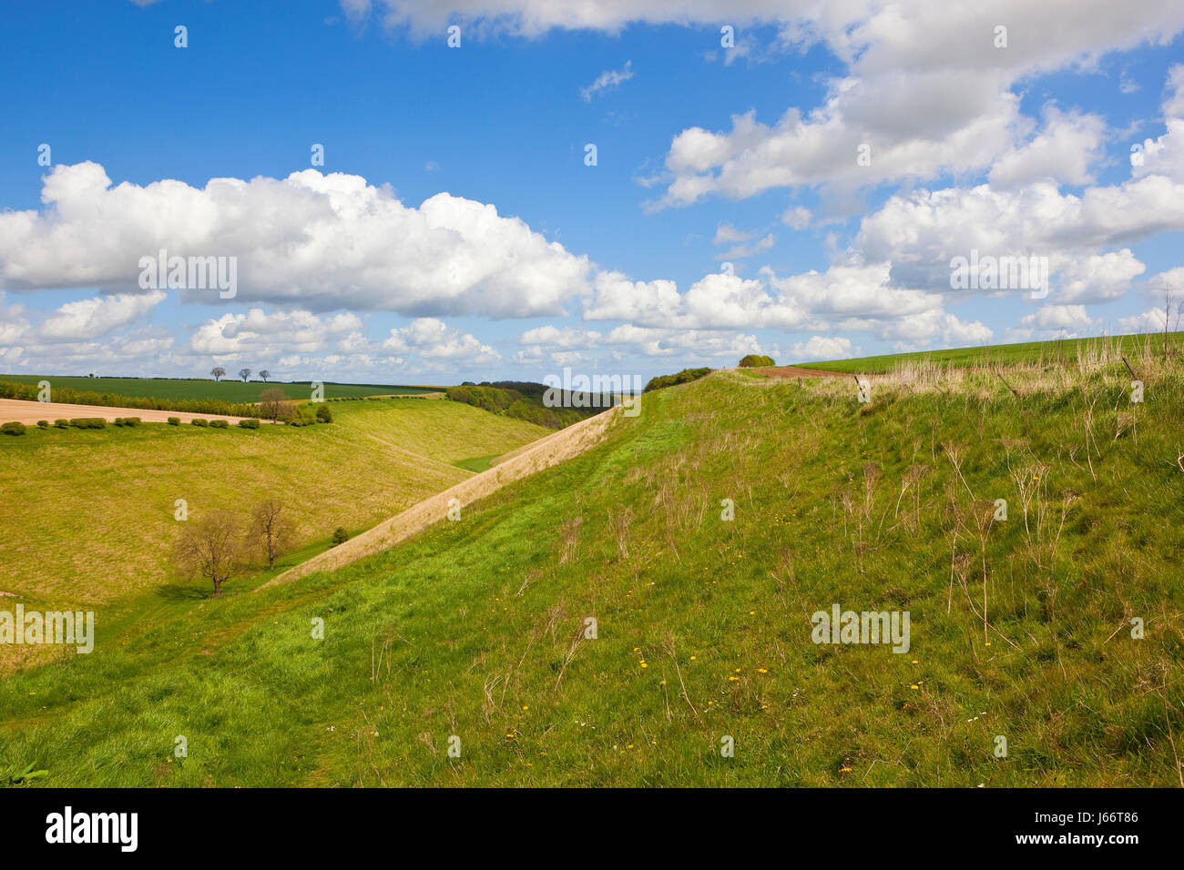 a green valley used for grazing livestock with woodland in the ...