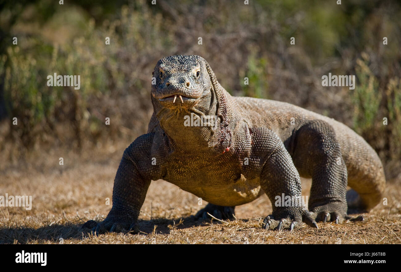Komodo dragon is on the ground. Indonesia. Komodo National Park. Stock Photo