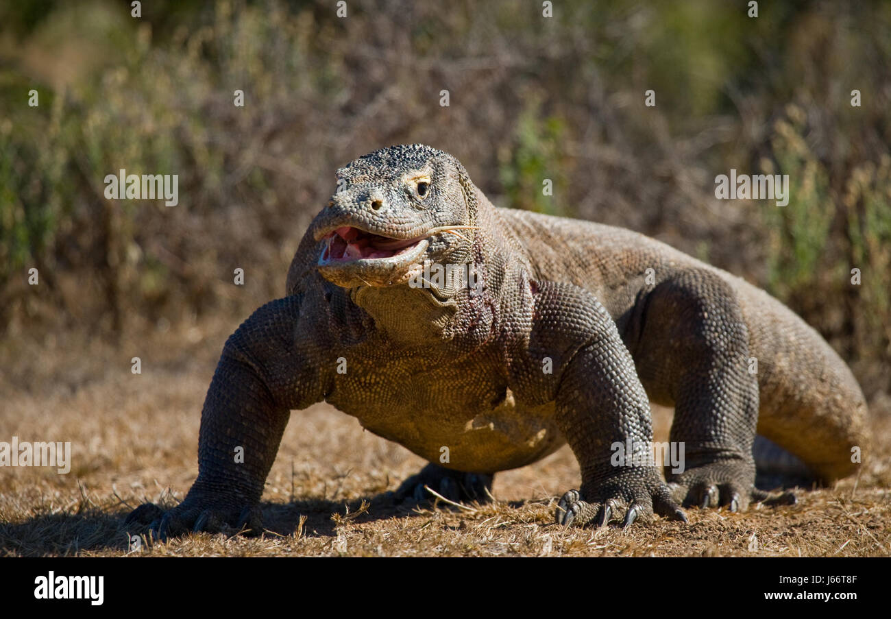 Komodo dragon is on the ground. Indonesia. Komodo National Park. Stock Photo