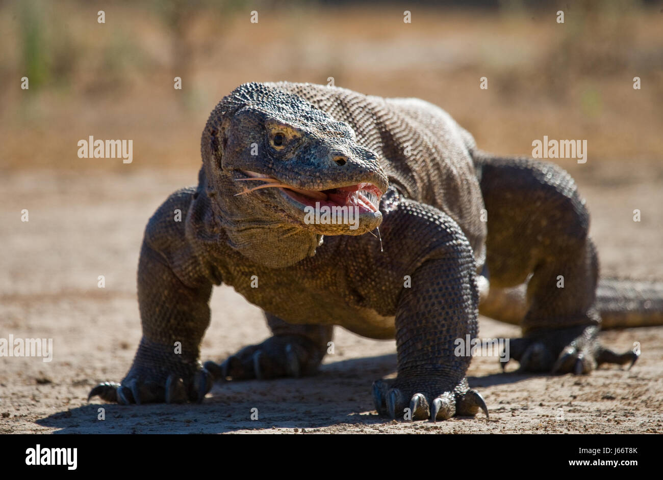 Komodo dragon is on the ground. Indonesia. Komodo National Park. Stock Photo