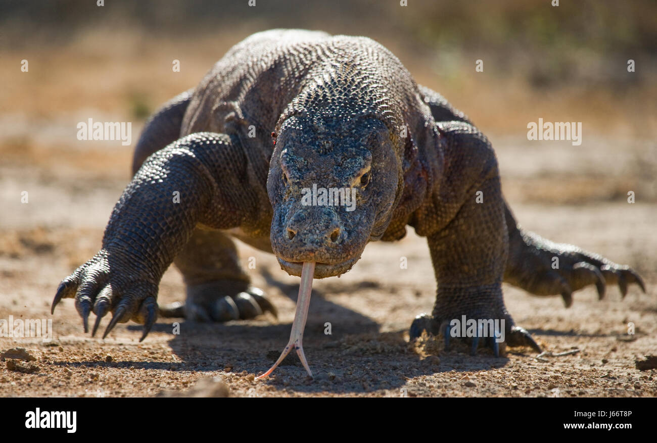 Komodo dragon is on the ground. Indonesia. Komodo National Park. Stock Photo
