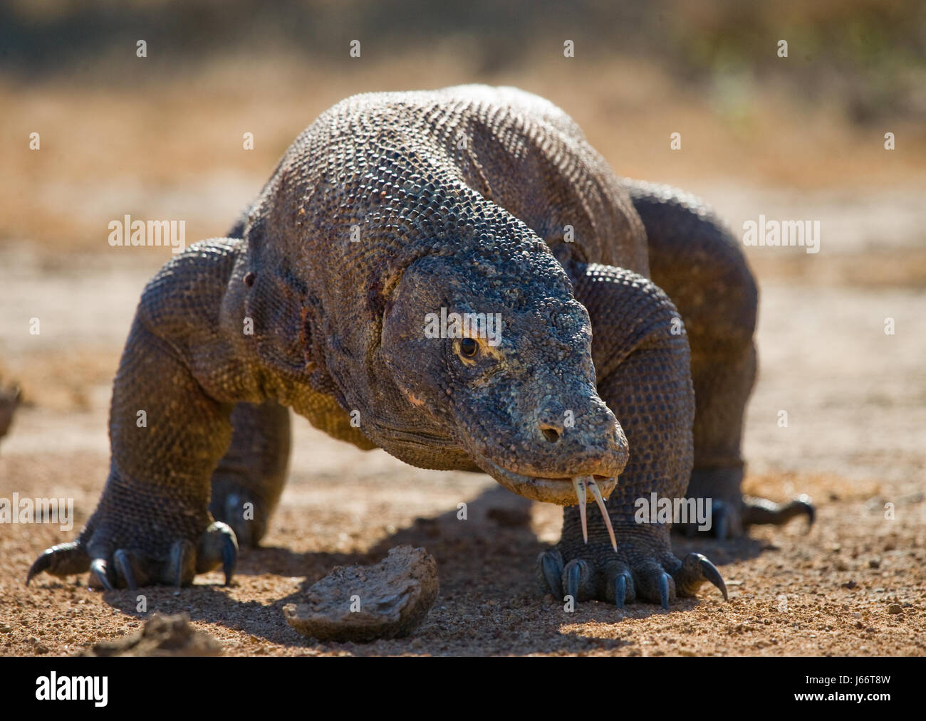 Komodo dragon is on the ground. Indonesia. Komodo National Park. Stock Photo
