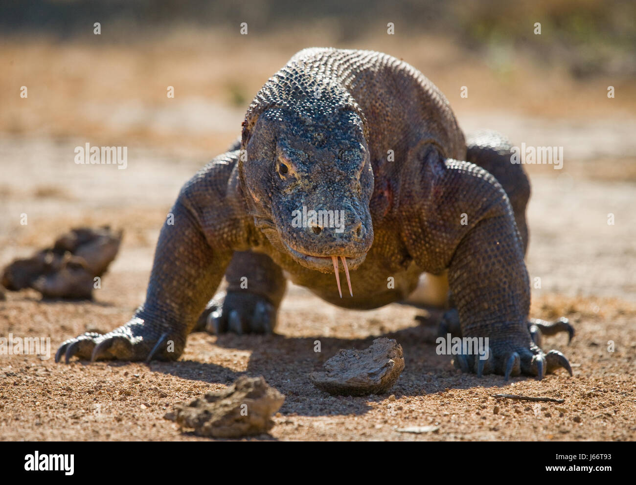 Komodo dragon is on the ground. Indonesia. Komodo National Park. Stock Photo