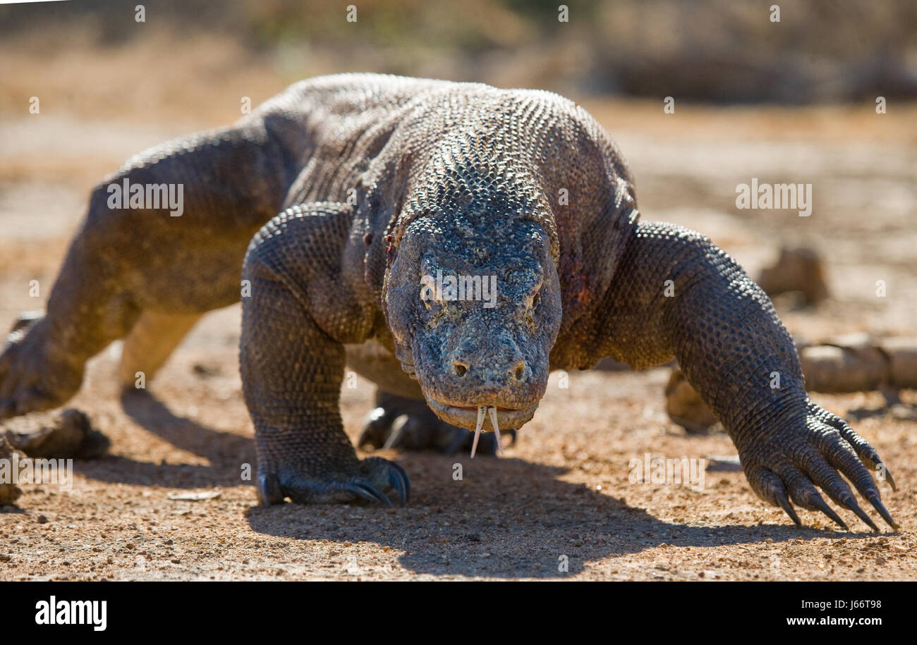 Komodo dragon is on the ground. Indonesia. Komodo National Park. Stock Photo