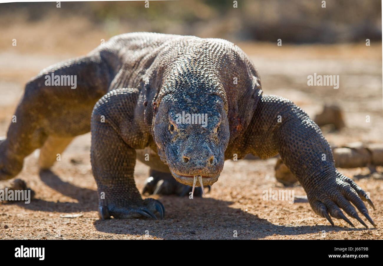 Komodo dragon is on the ground. Indonesia. Komodo National Park. Stock Photo