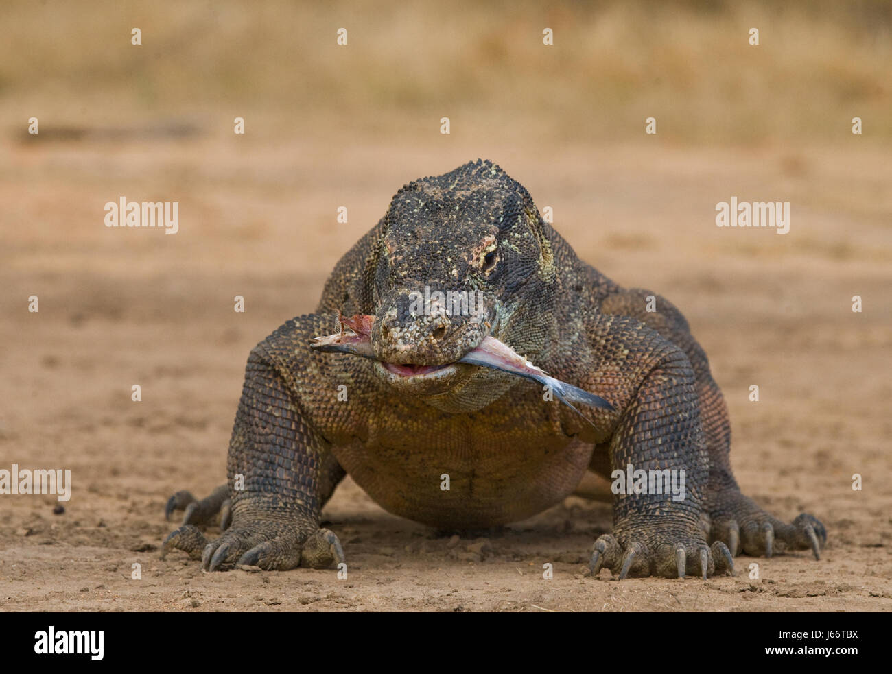 Komodo dragons eat their prey. Indonesia. Komodo National Park Stock ...