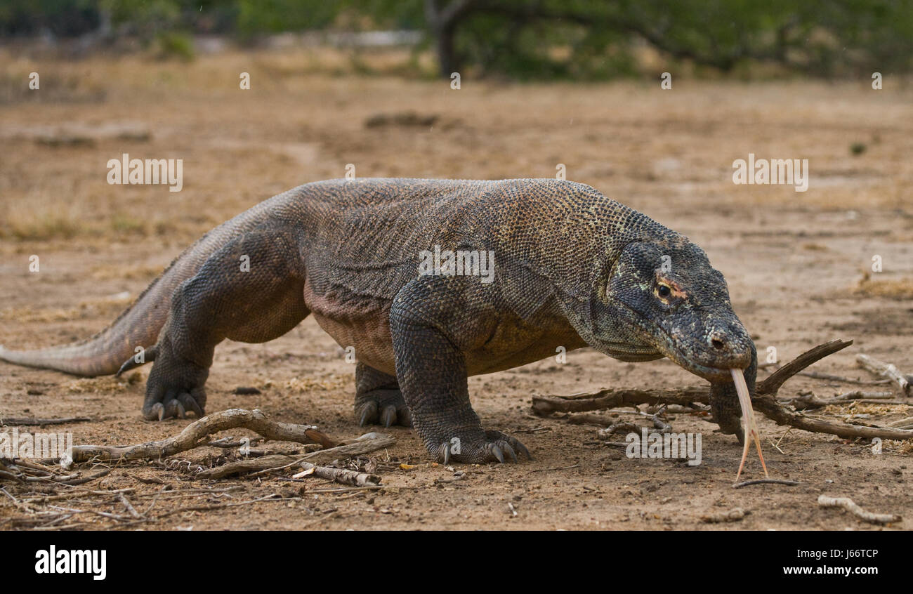 Komodo dragon is on the ground. Indonesia. Komodo National Park. Stock Photo