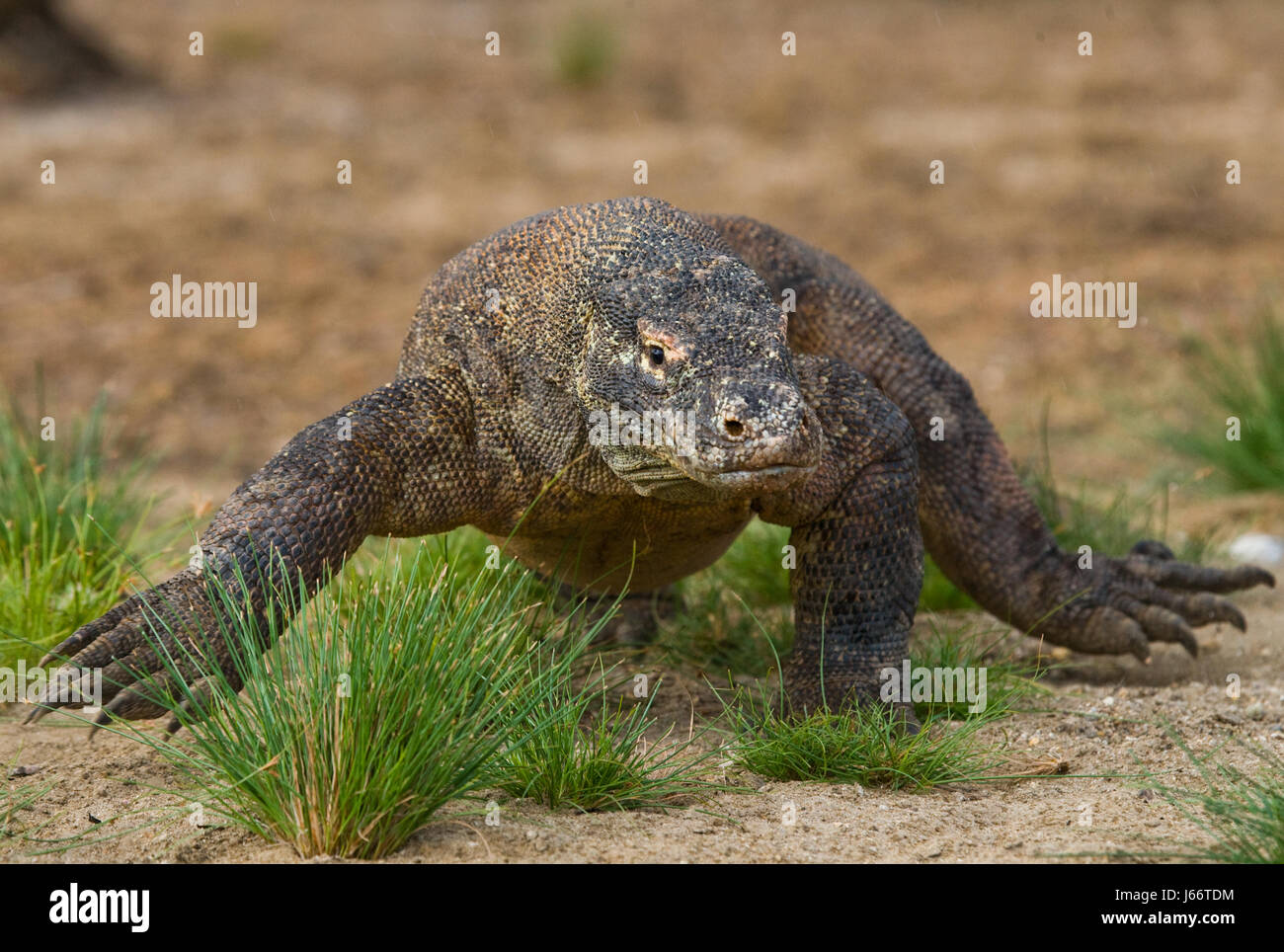 Komodo dragon is on the ground. Indonesia. Komodo National Park. Stock Photo