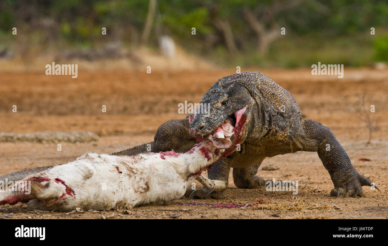 Komodo dragons eat their prey. Indonesia. Komodo National Park. Stock Photo