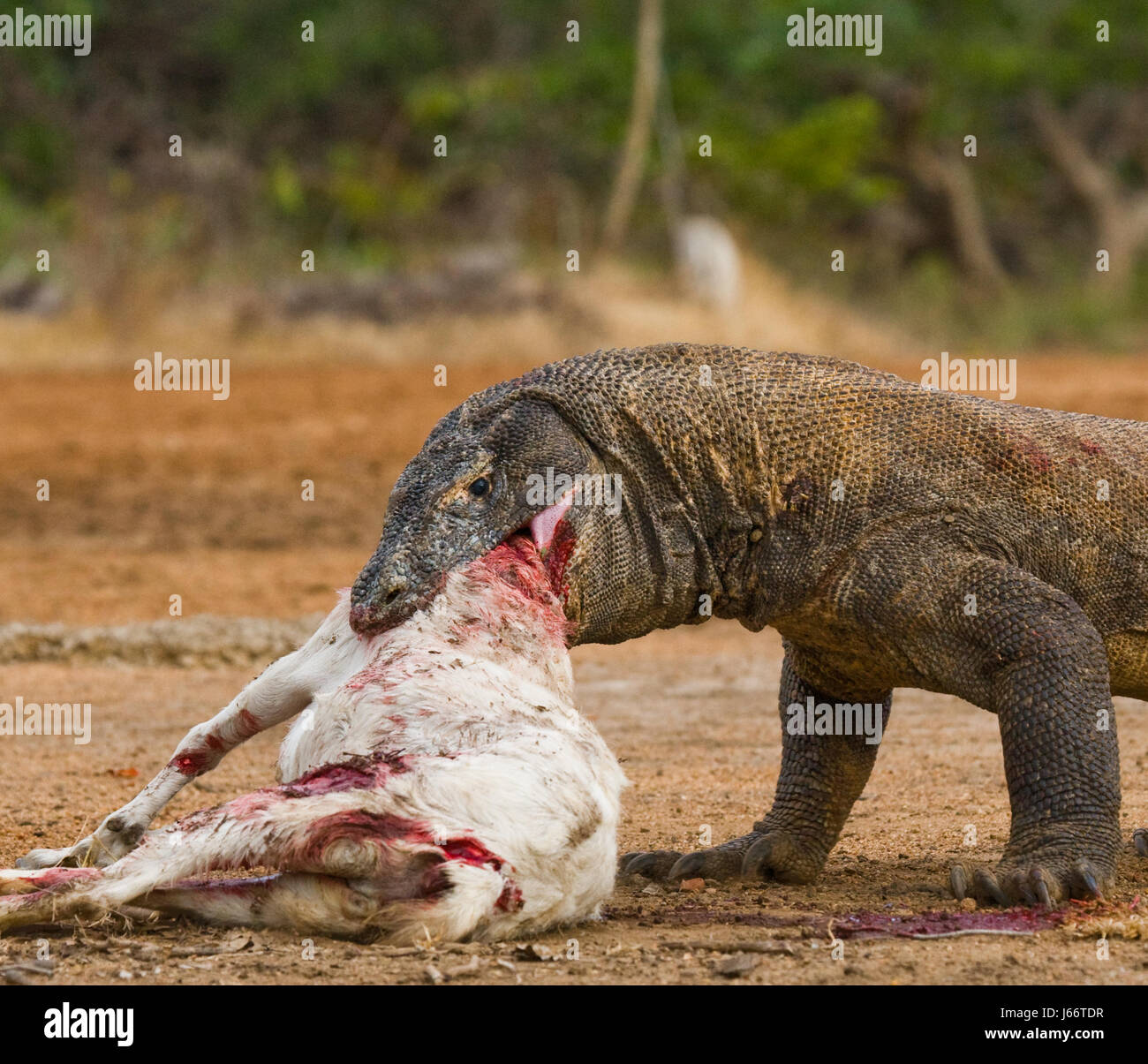Komodo dragons eat their prey. Indonesia. Komodo National Park. Stock Photo