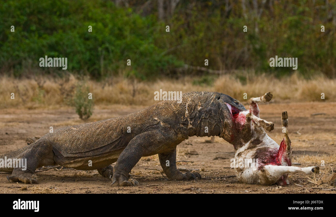 Komodo dragons eat their prey. Indonesia. Komodo National Park. Stock Photo