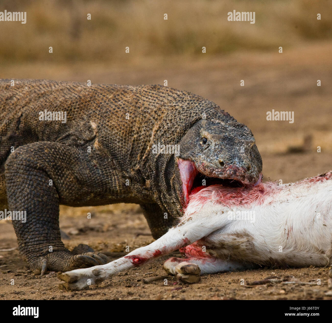 Komodo dragons eat their prey. Indonesia. Komodo National Park. Stock Photo
