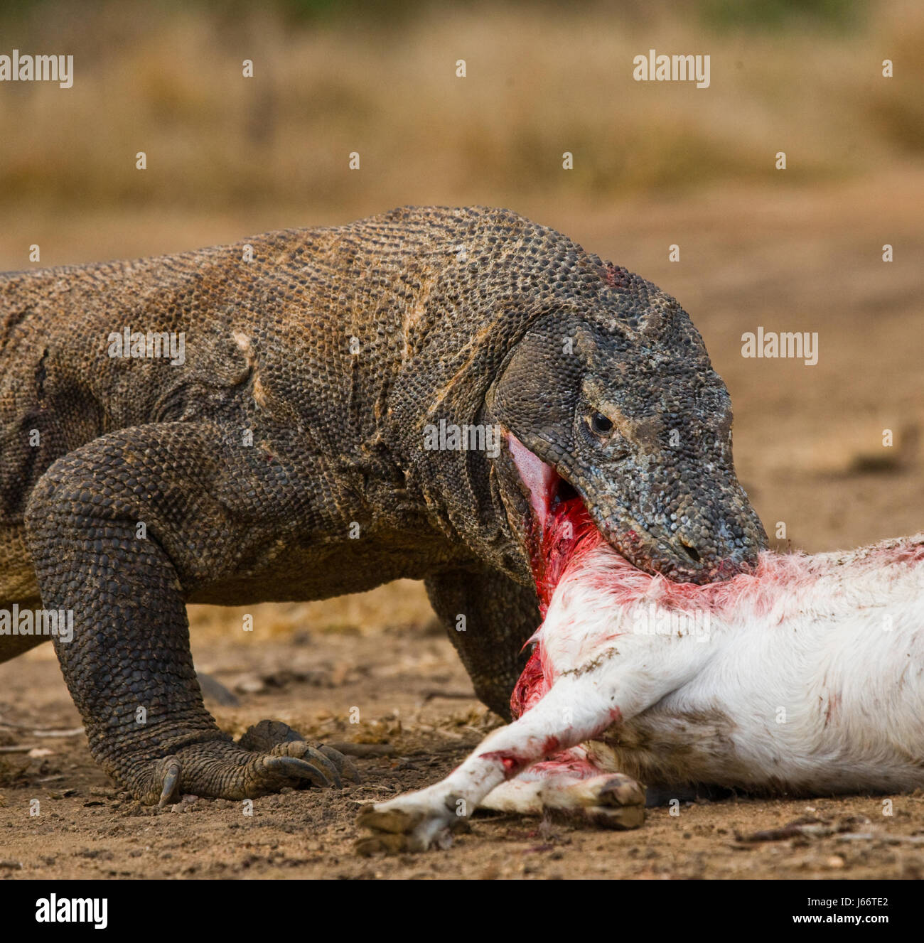 Komodo dragons eat their prey. Indonesia. Komodo National Park. Stock Photo