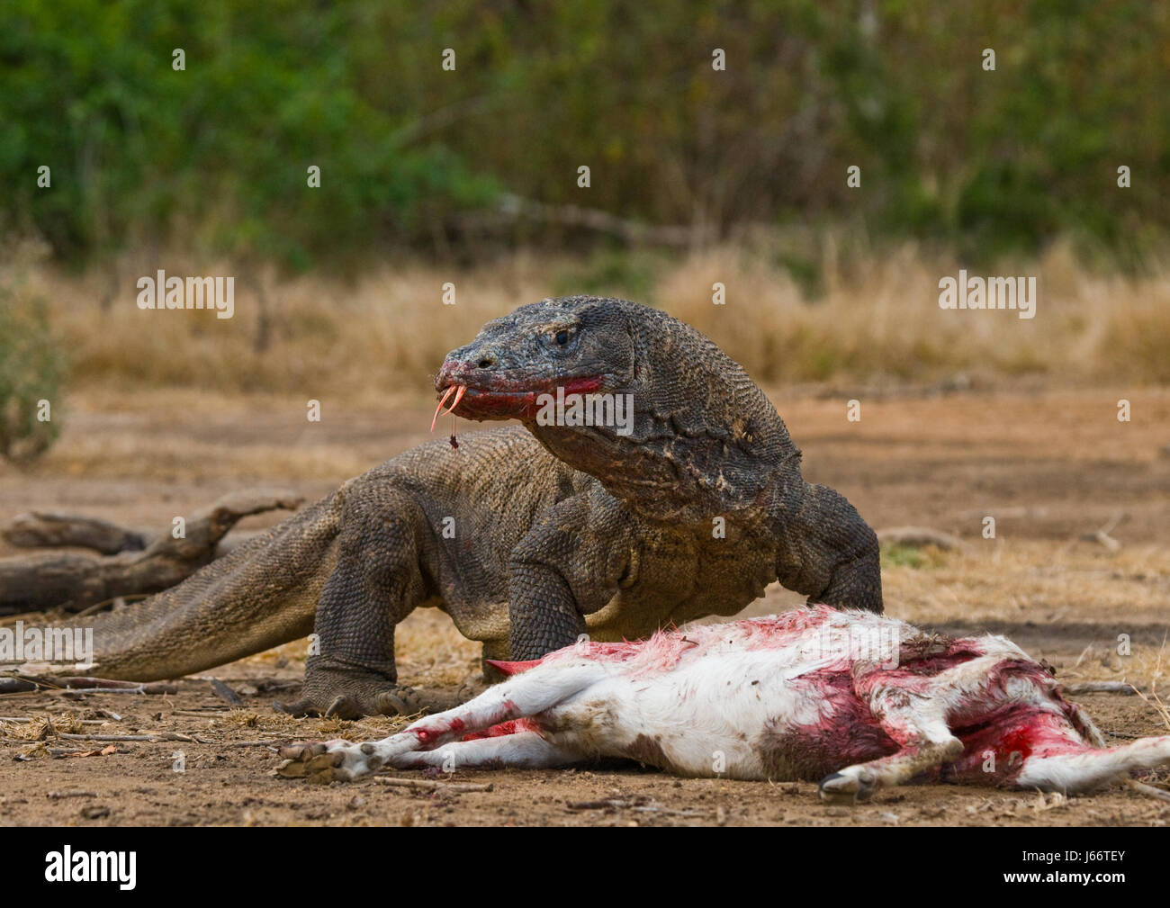 Komodo dragons eat their prey. Indonesia. Komodo National Park. Stock Photo