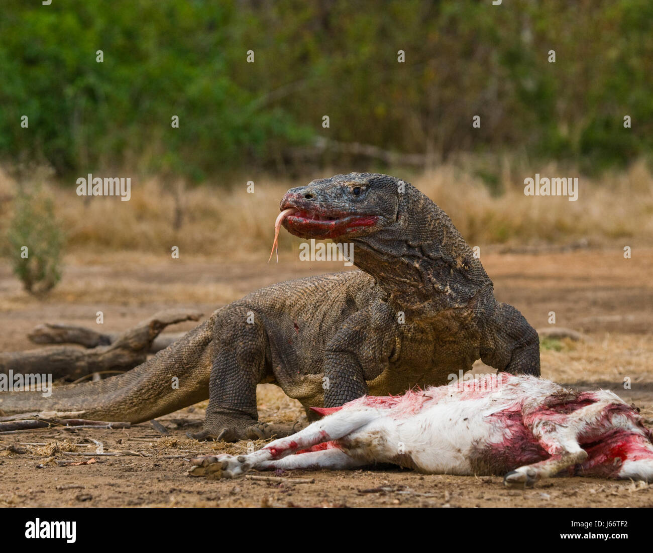 Komodo dragons eat their prey. Indonesia. Komodo National Park. Stock Photo