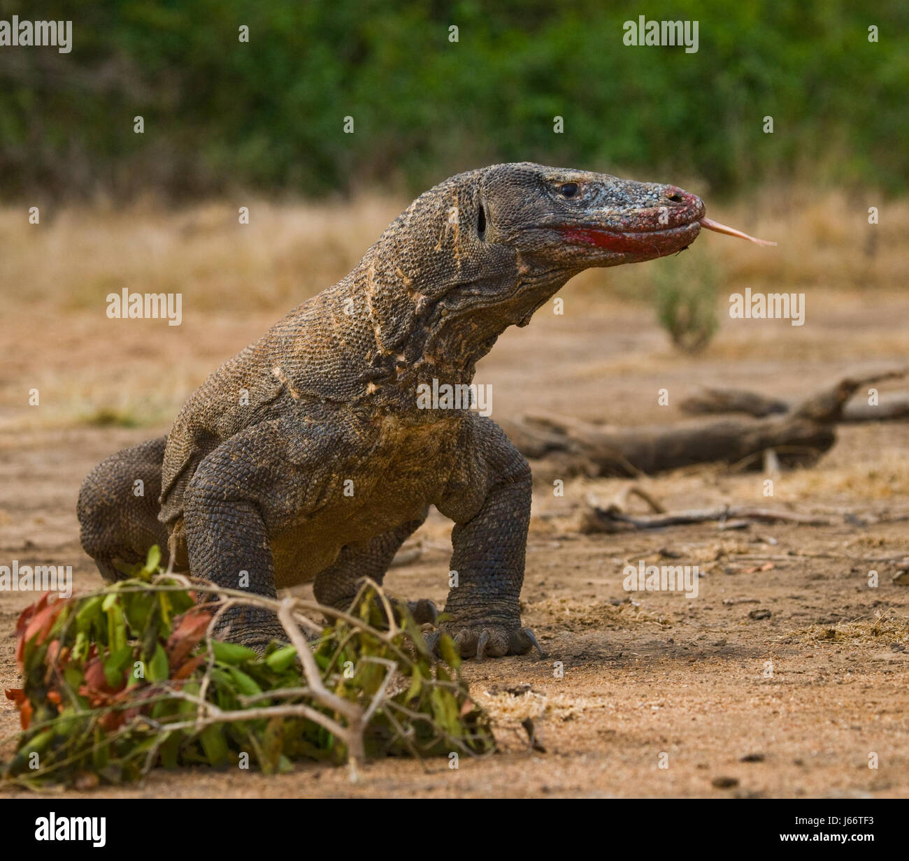 Komodo dragon is on the ground. Indonesia. Komodo National Park. Stock Photo