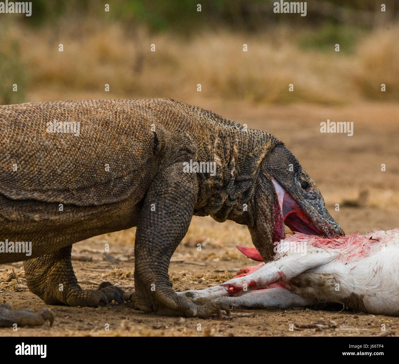 Komodo dragons eat their prey. Indonesia. Komodo National Park. Stock Photo
