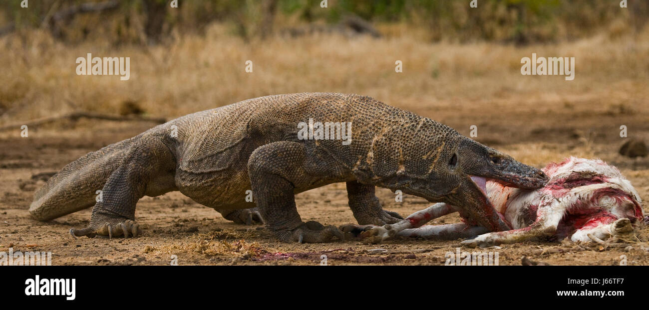 Komodo dragons eat their prey. Indonesia. Komodo National Park. Stock Photo