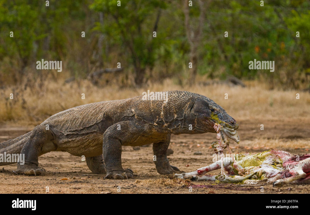 Komodo dragons eat their prey. Indonesia. Komodo National Park. Stock Photo