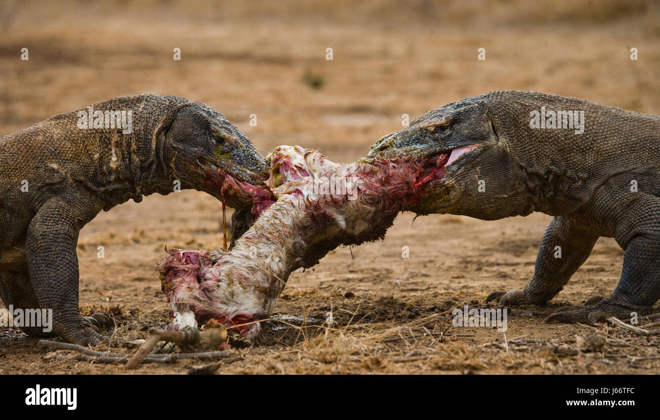 Komodo dragons eat their prey. Indonesia. Komodo National Park. Stock Photo