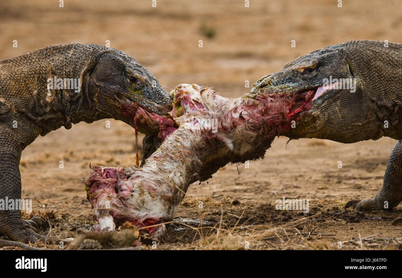 Komodo dragons eat their prey. Indonesia. Komodo National Park. Stock Photo