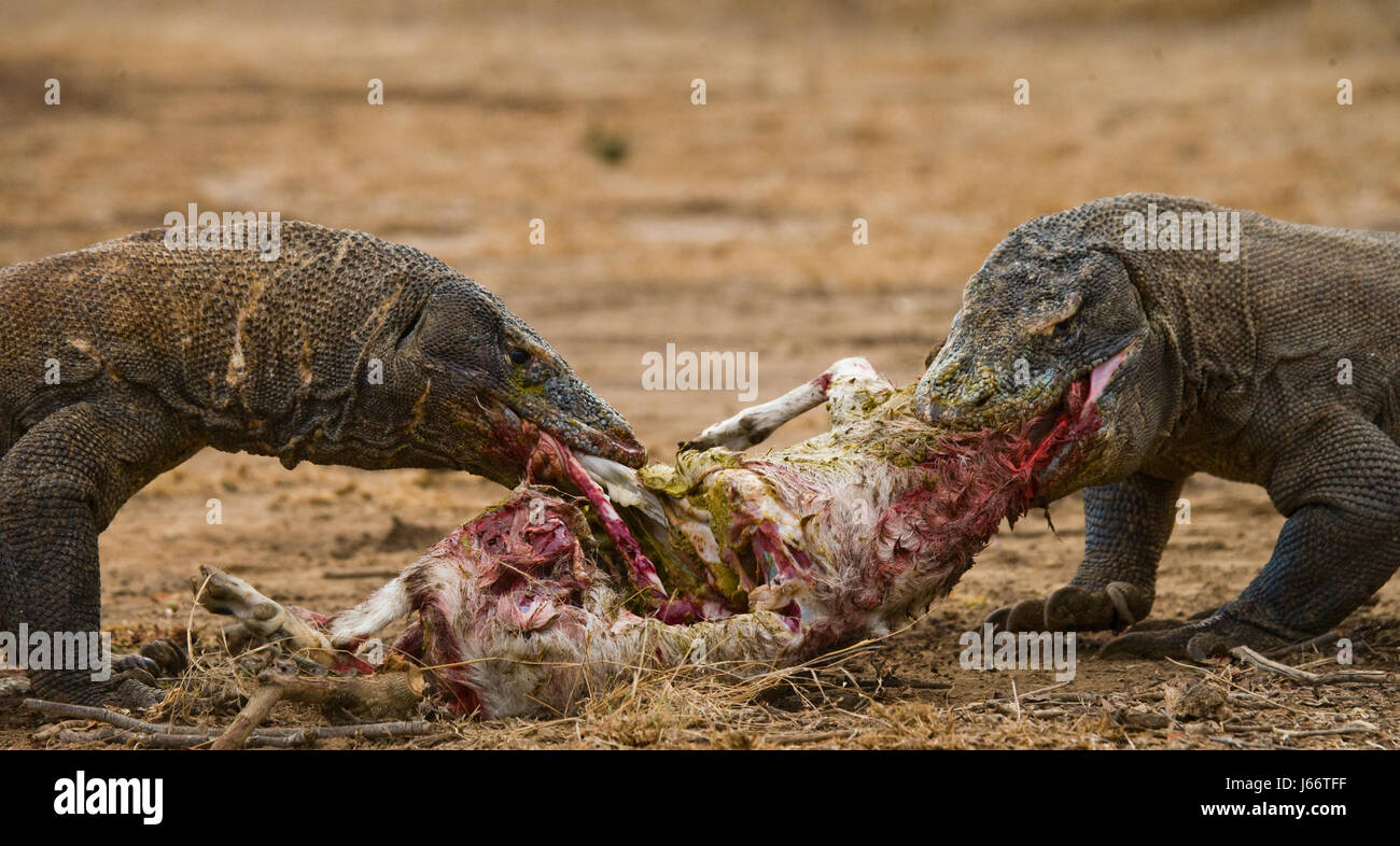 Komodo dragons eat their prey. Indonesia. Komodo National Park. Stock Photo
