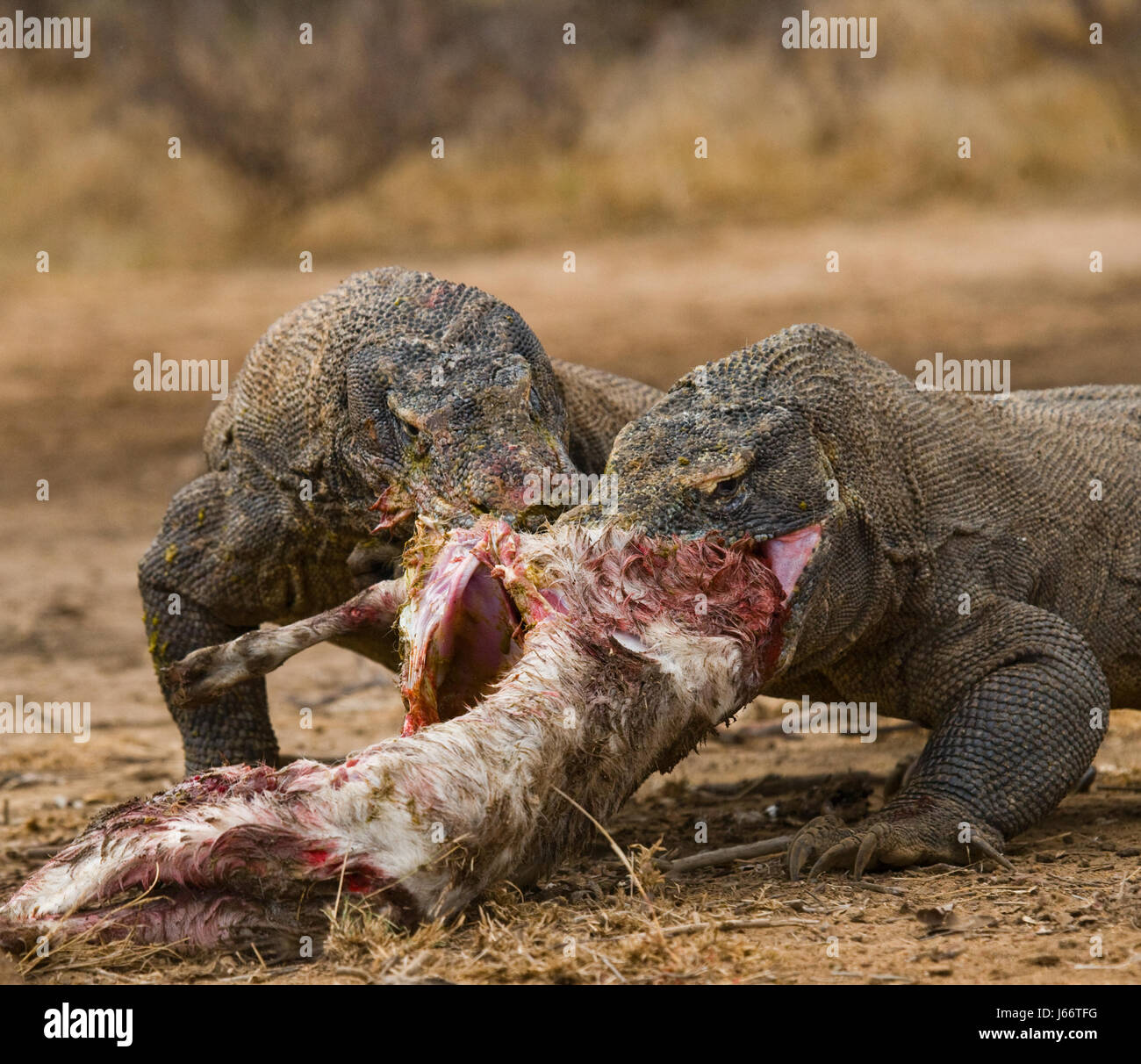 Komodo dragons eat their prey. Indonesia. Komodo National Park. Stock Photo