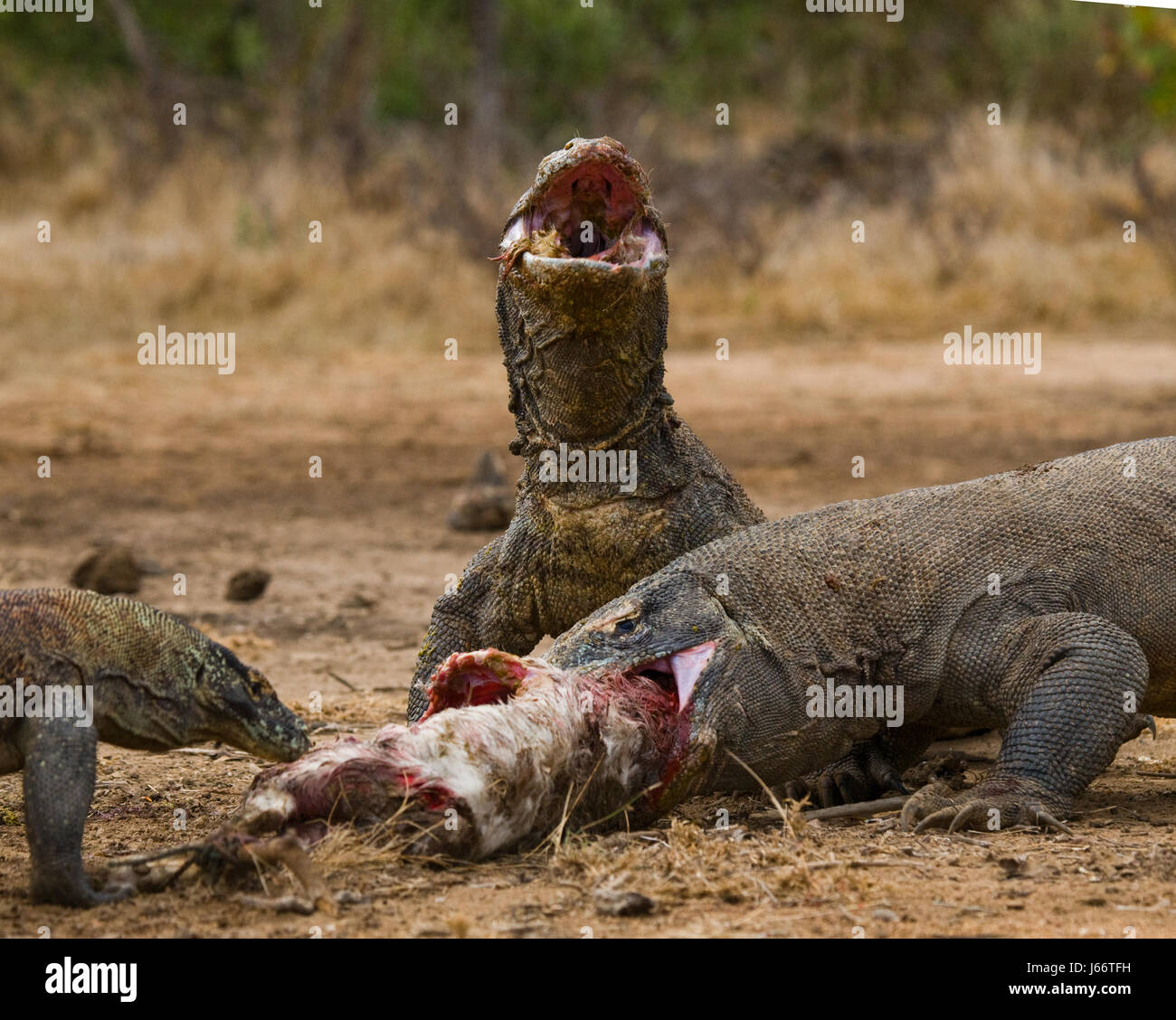 Komodo dragons eat their prey. Indonesia. Komodo National Park. Stock Photo