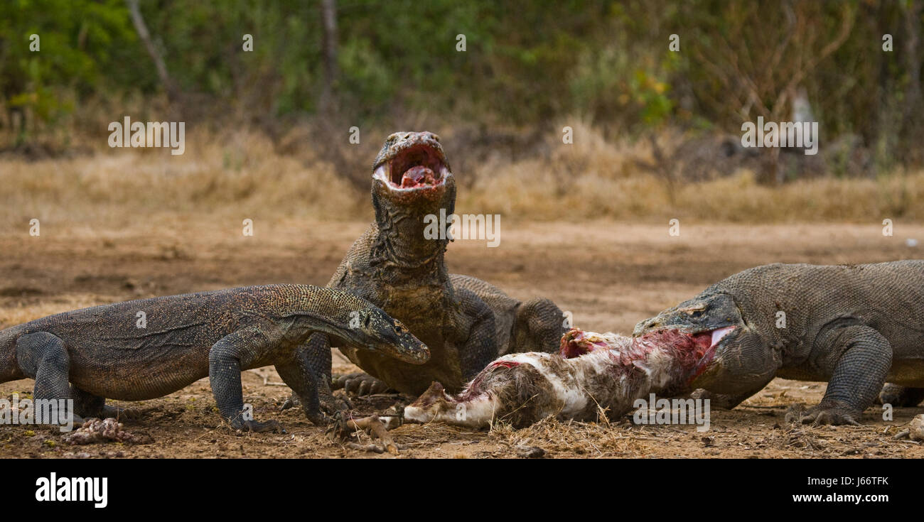 Komodo dragons eat their prey. Indonesia. Komodo National Park. Stock Photo