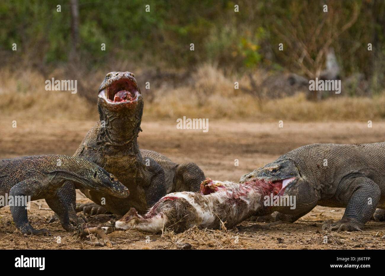 Komodo dragons eat their prey. Indonesia. Komodo National Park. Stock Photo
