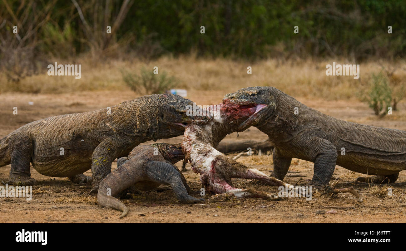 Komodo dragons eat their prey. Indonesia. Komodo National Park. Stock Photo