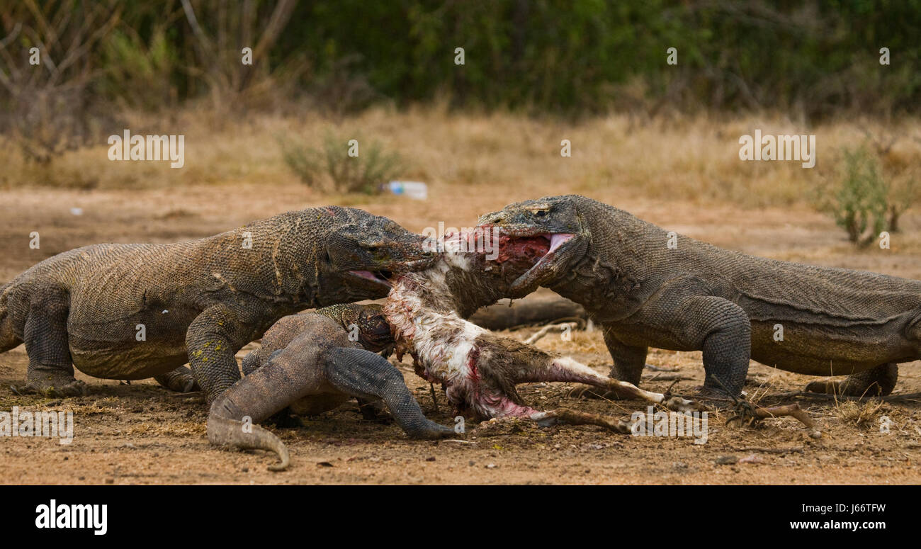 Komodo dragons eat their prey. Indonesia. Komodo National Park. Stock Photo