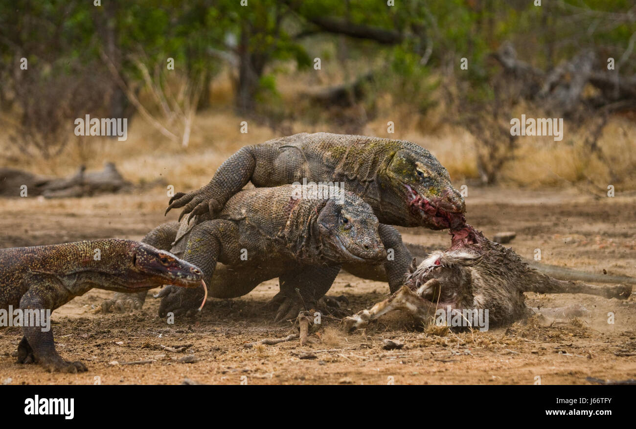 Komodo dragons eat their prey. Indonesia. Komodo National Park. Stock Photo