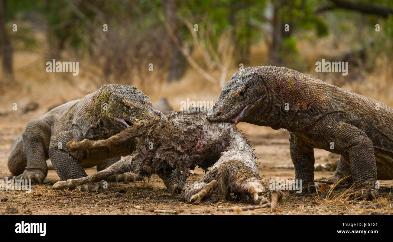 Komodo dragons eat their prey. Indonesia. Komodo National Park. Stock Photo