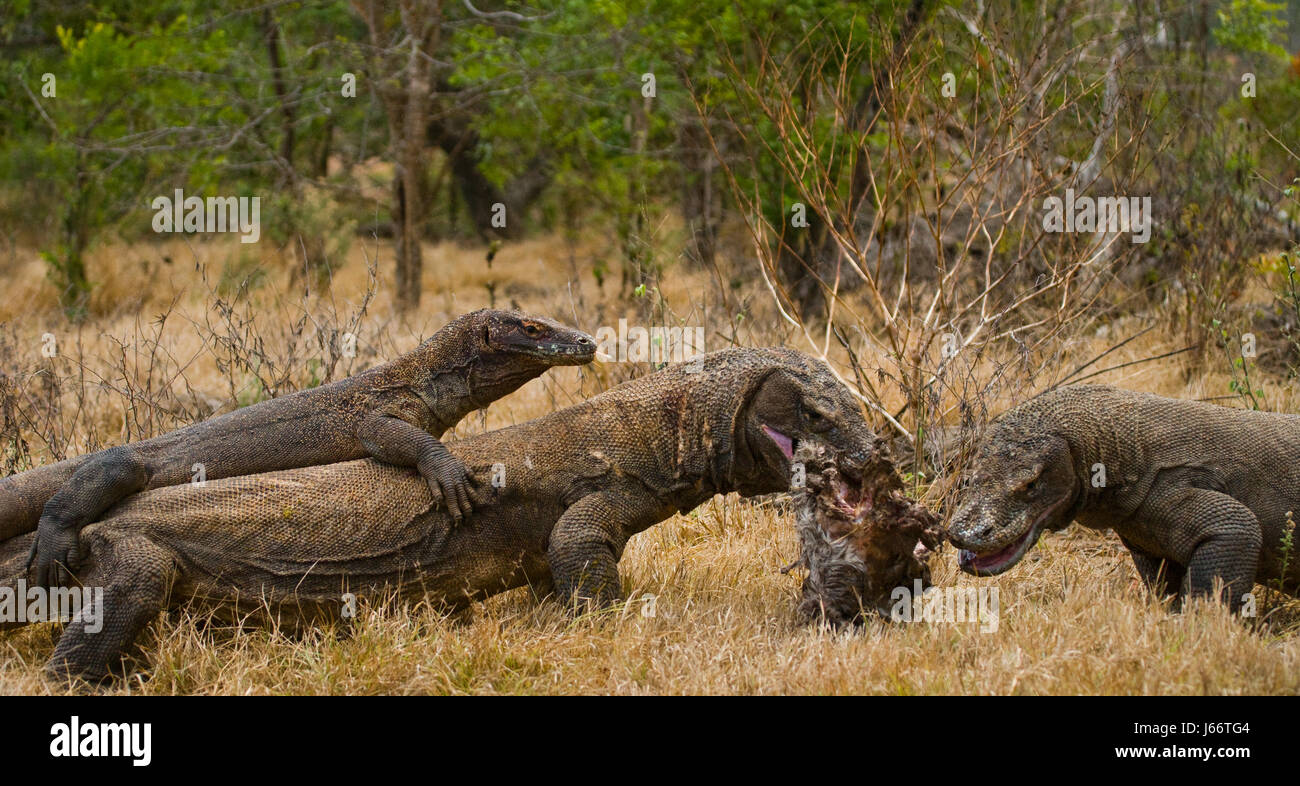 Komodo dragons eat their prey. Indonesia. Komodo National Park. Stock Photo