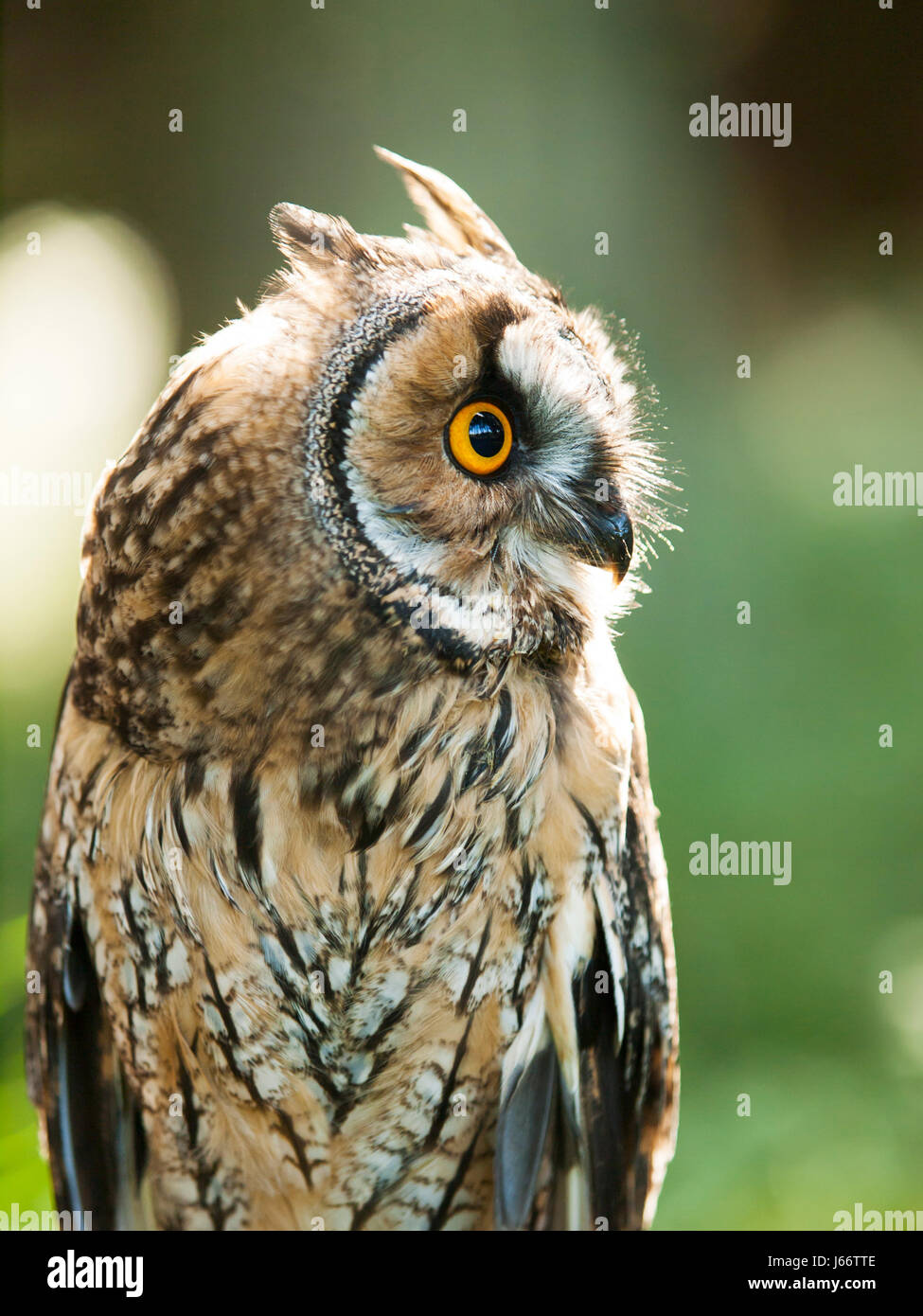 Portrait of Long-eared owl - Asio otus otus Stock Photo